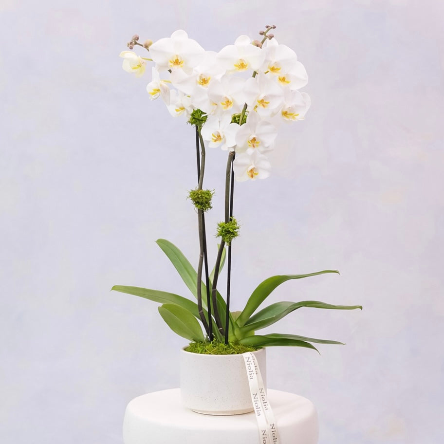 Luxury Double-Stem Phalaenopsis Orchid in Beige Ceramic Pot