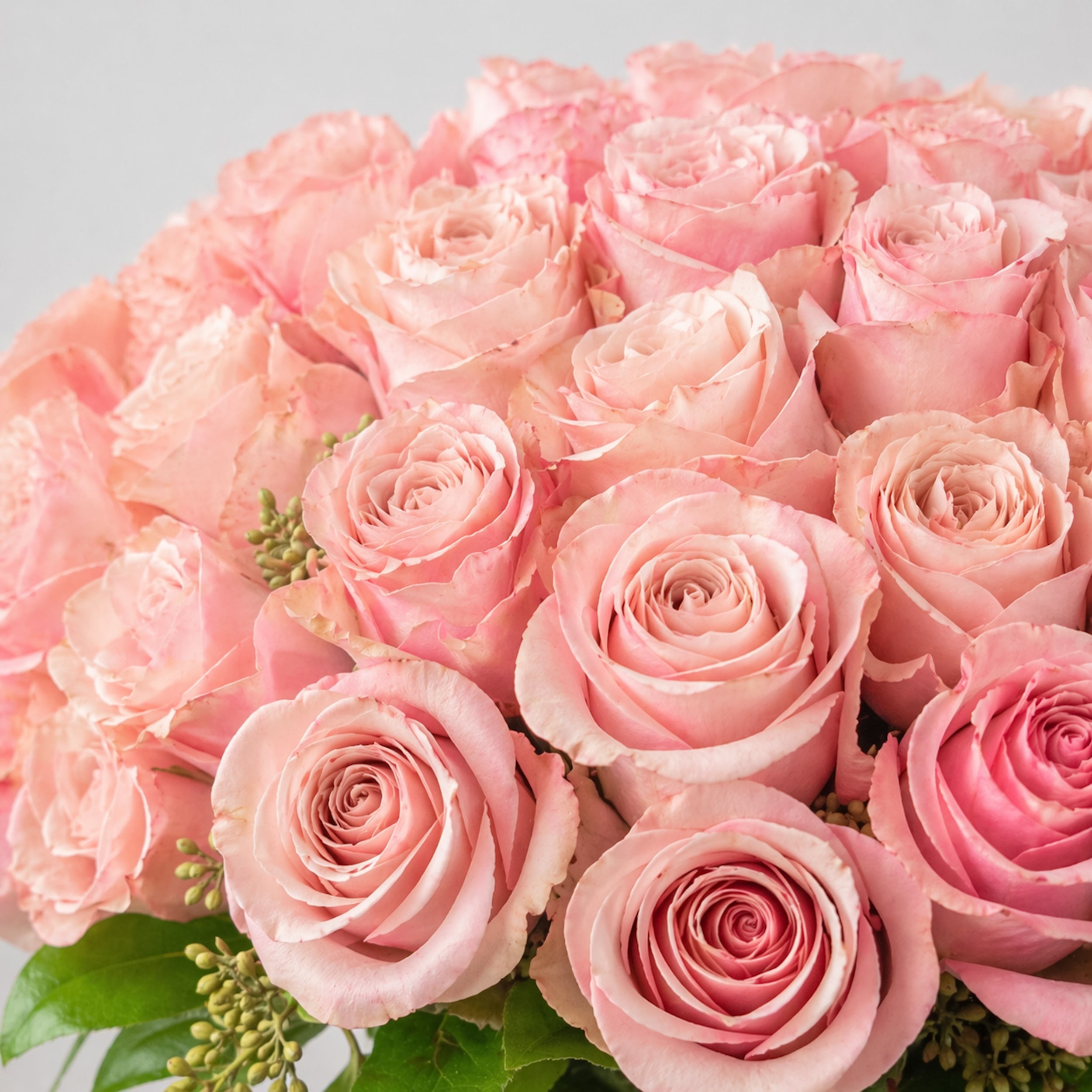 Antique Blush Pavé - 60 Roses