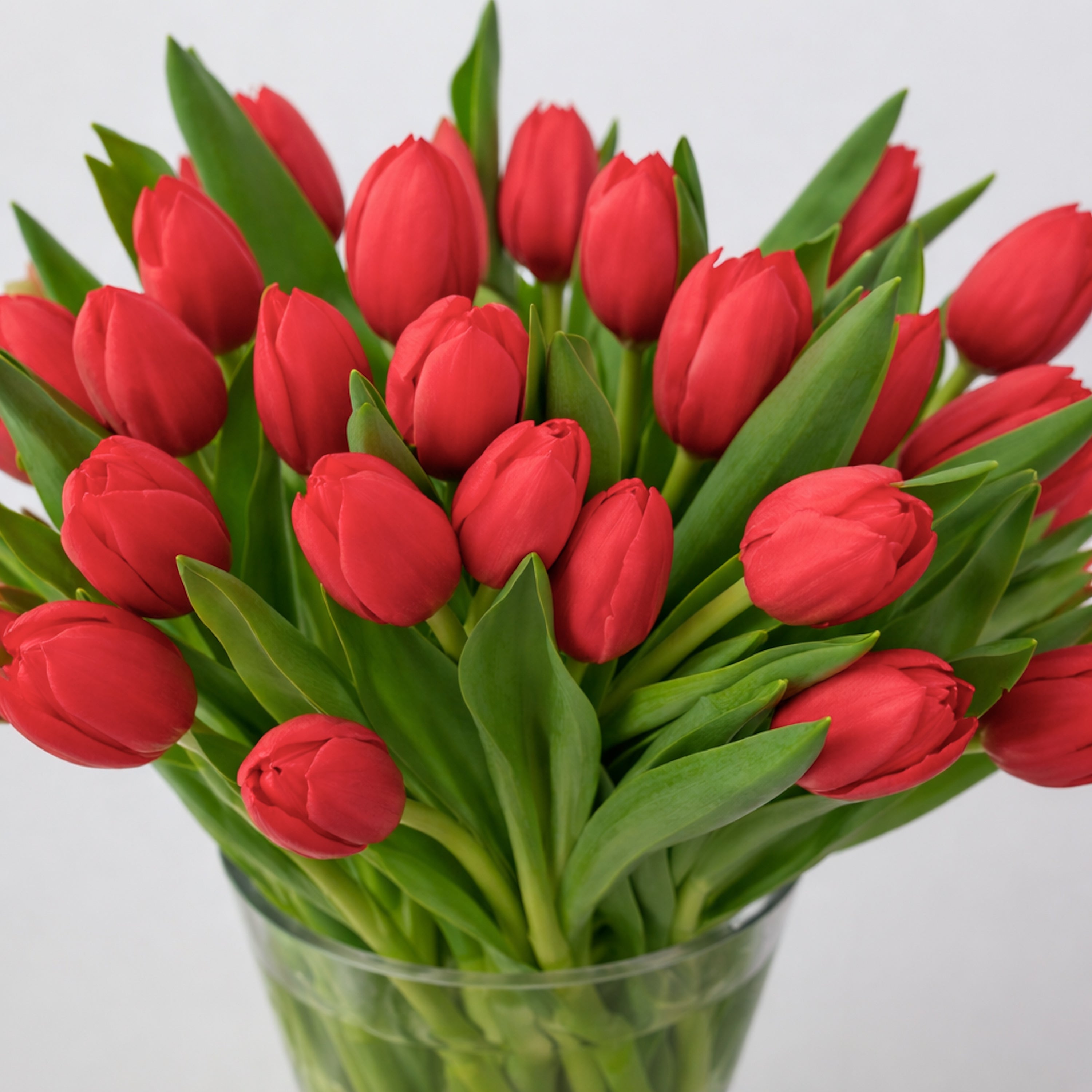 Maison Tulips in Red
