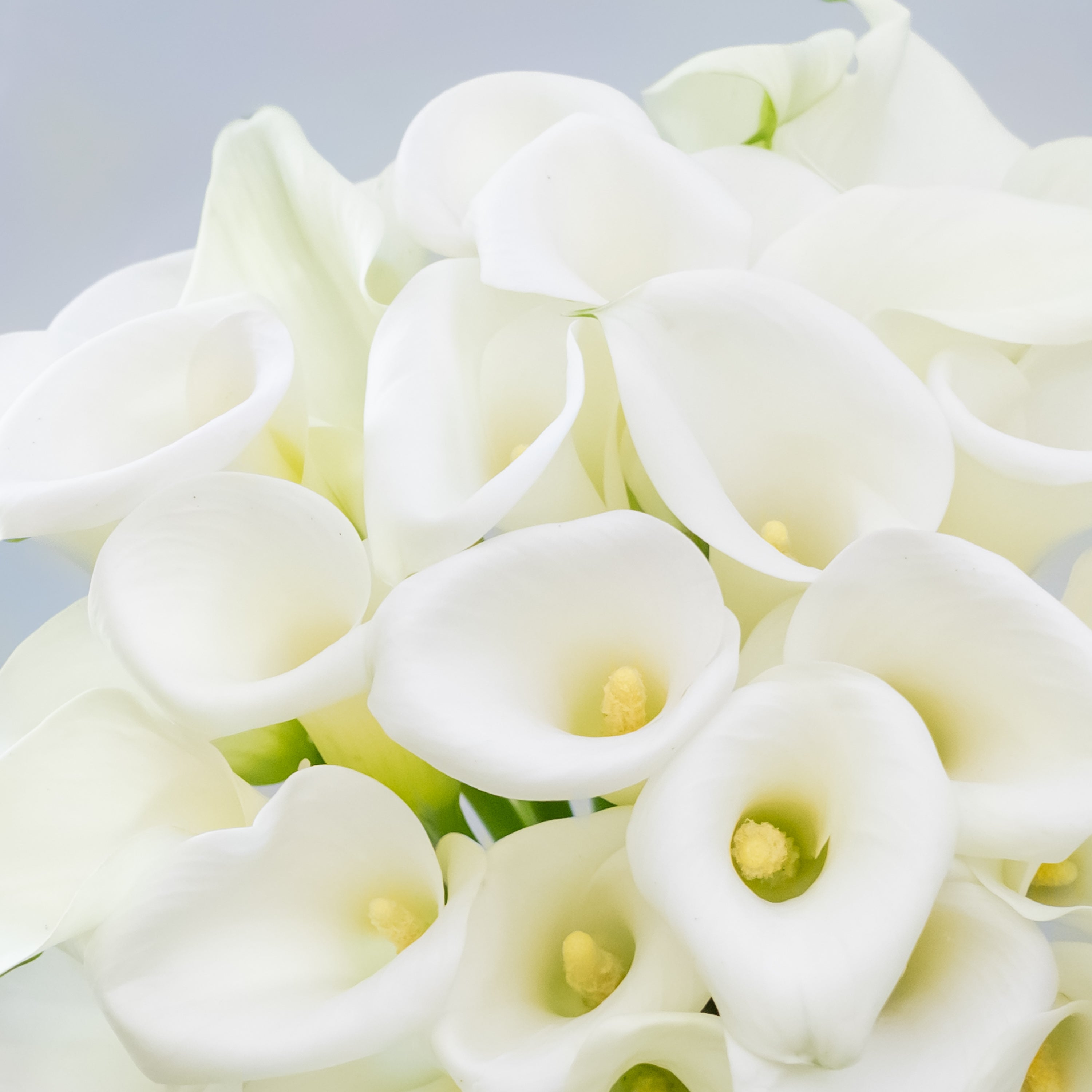 Elegant Calla Lily Bouquet
