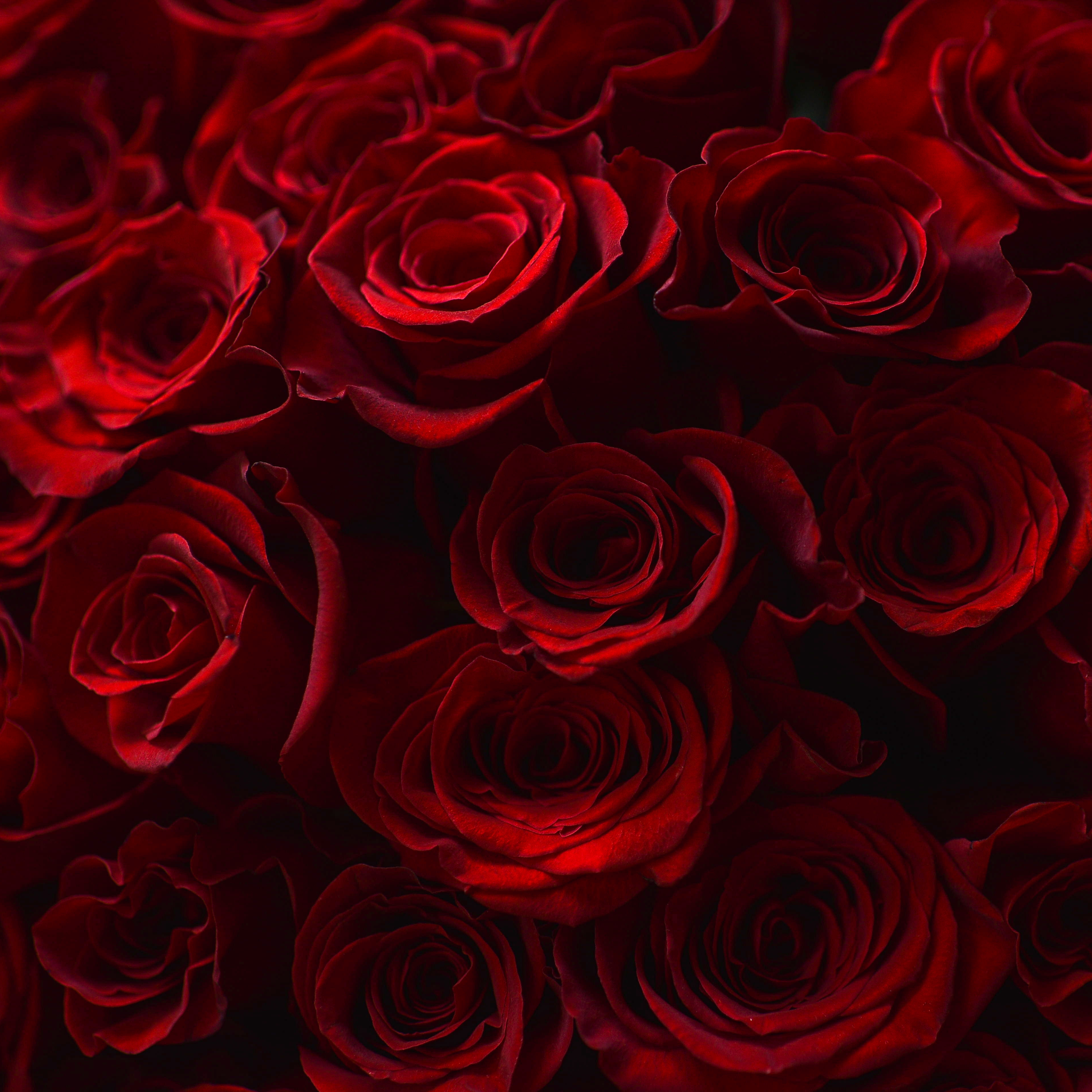 Last-Minute Valentine’s Day Flowers in San Francisco: What You Need to Know