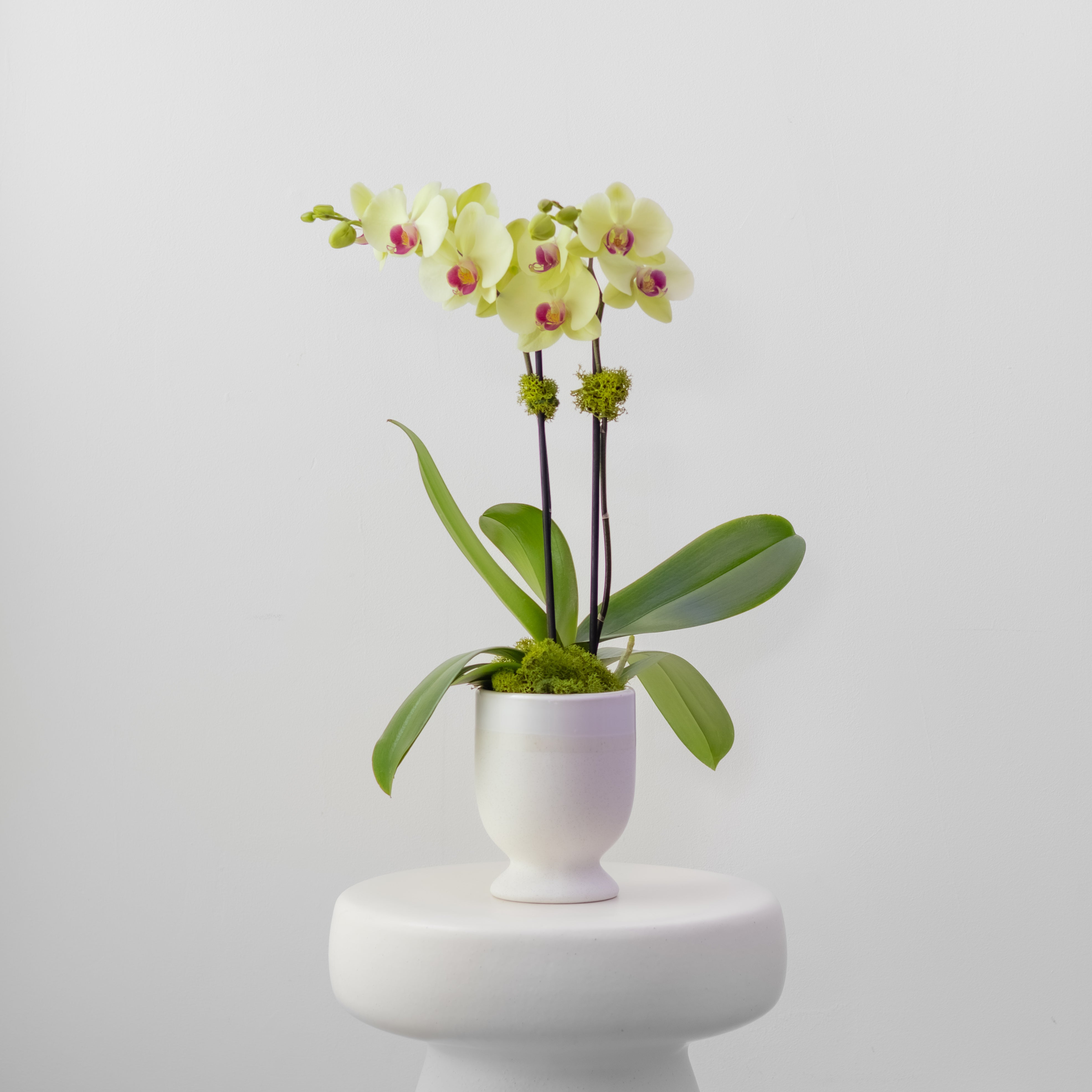 Orchid Plants