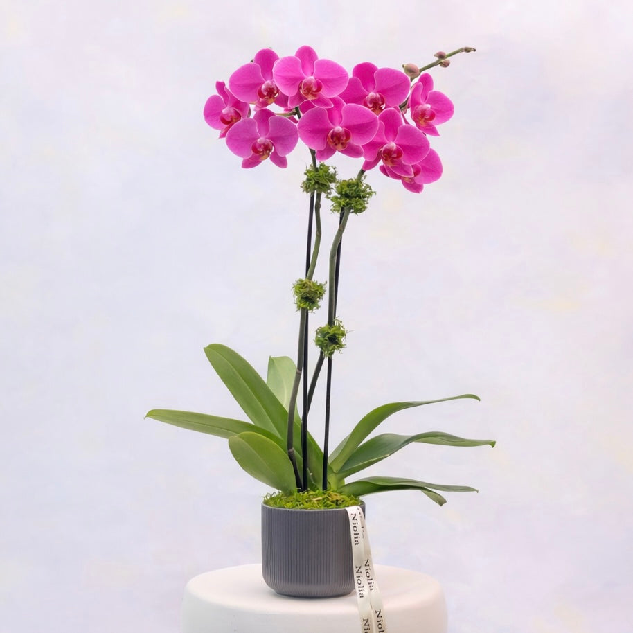 Luxury Double-Stem Phalaenopsis Orchid in Black Ceramic Pot