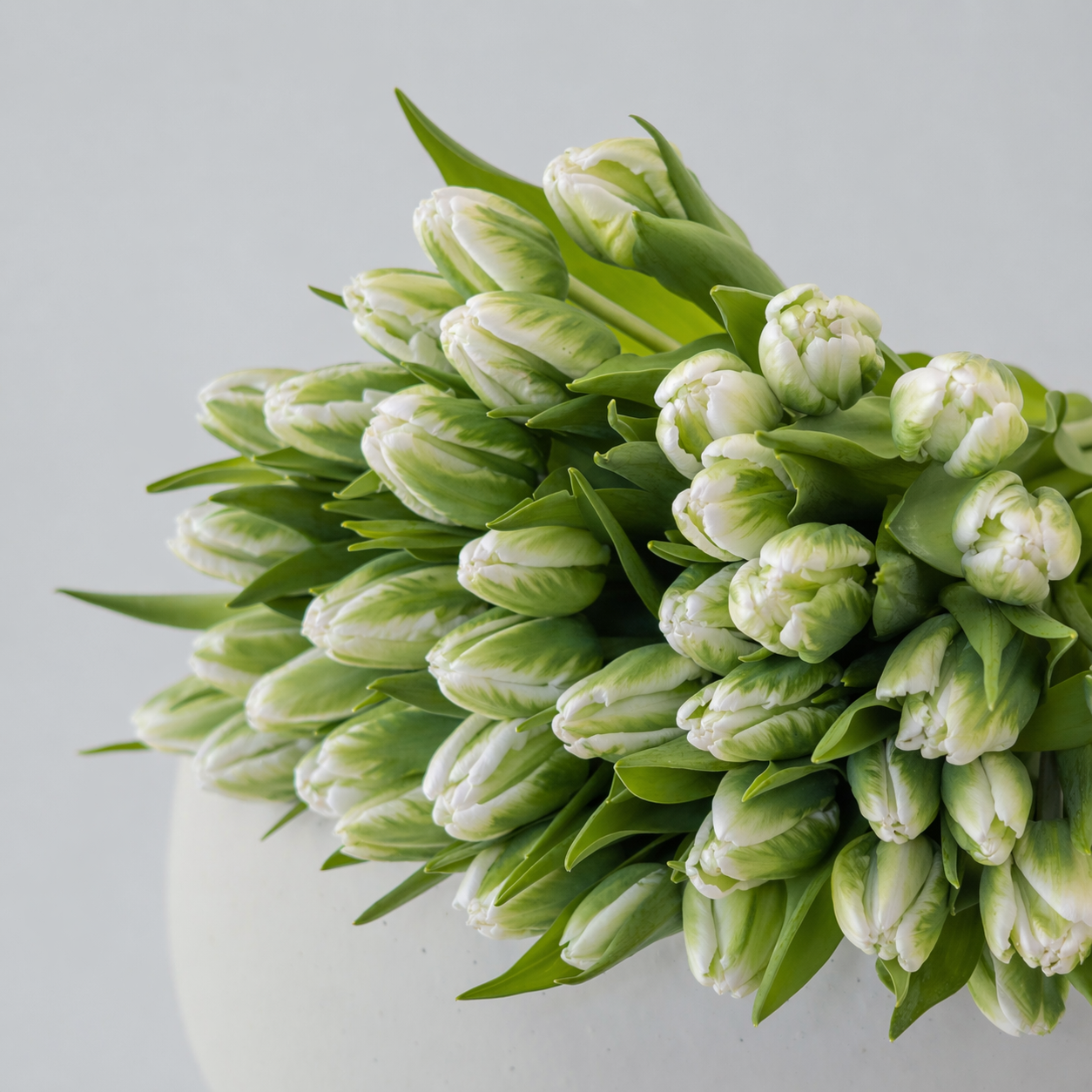 Green Parrot Tulip Bunch | 20–100 Stems