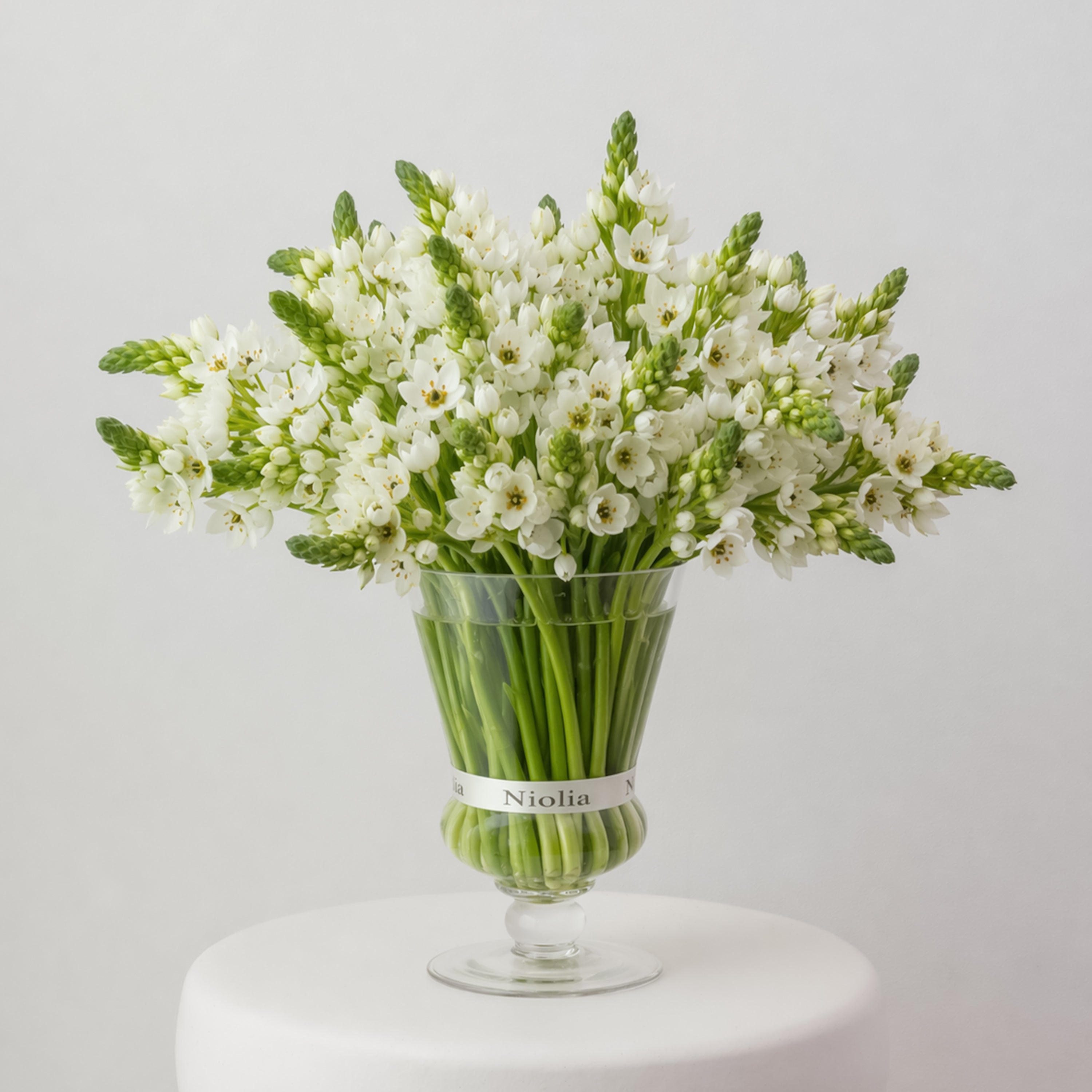 Maison Ornithogalum — White