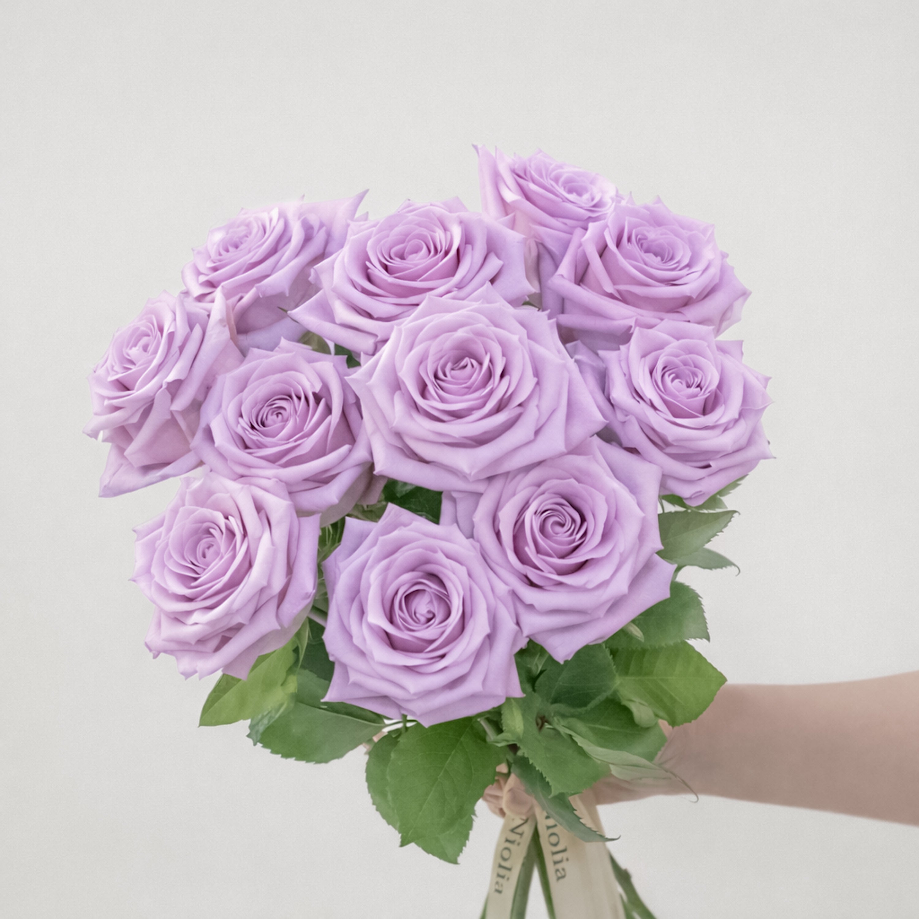 Premium Luvender Roses