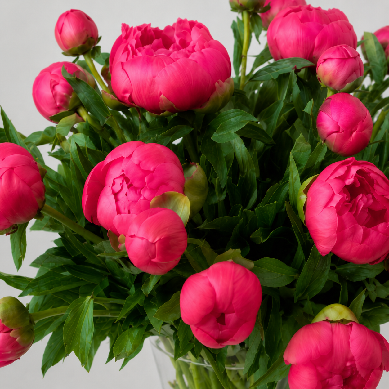 Maison Peonies — Coral Charm