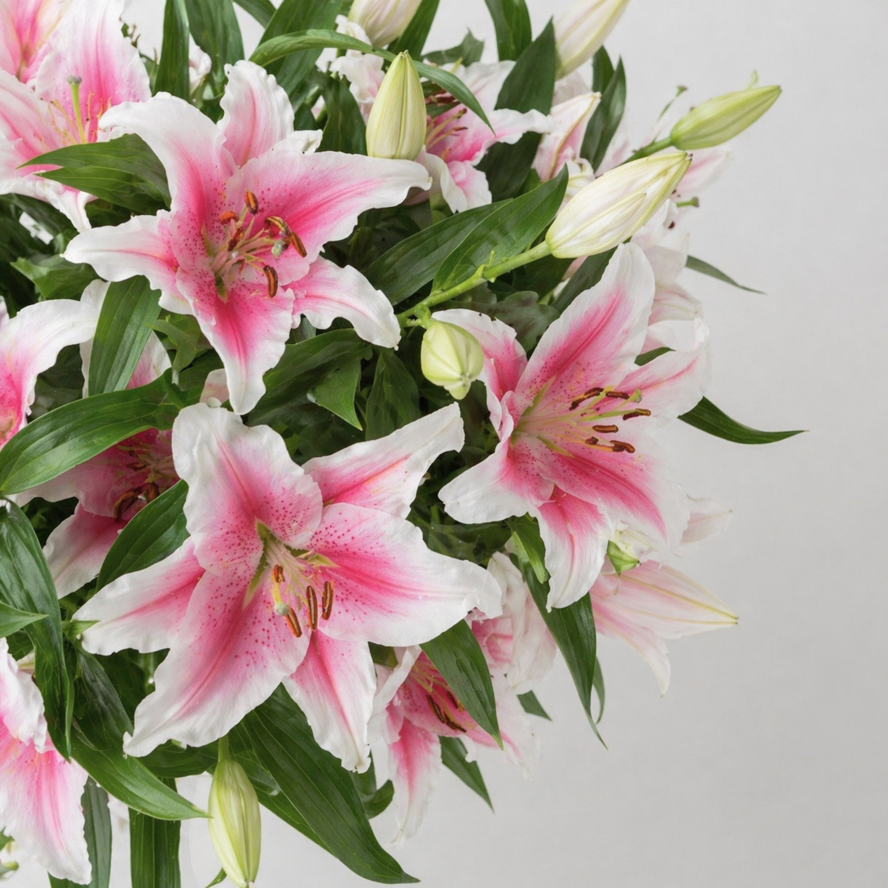 Maison Lilies — Stargazer