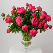 Maison Peonies — Coral Charm