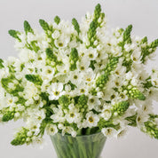 Maison Ornithogalum — White