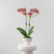 The Studio – Tall Double Stem Orchid