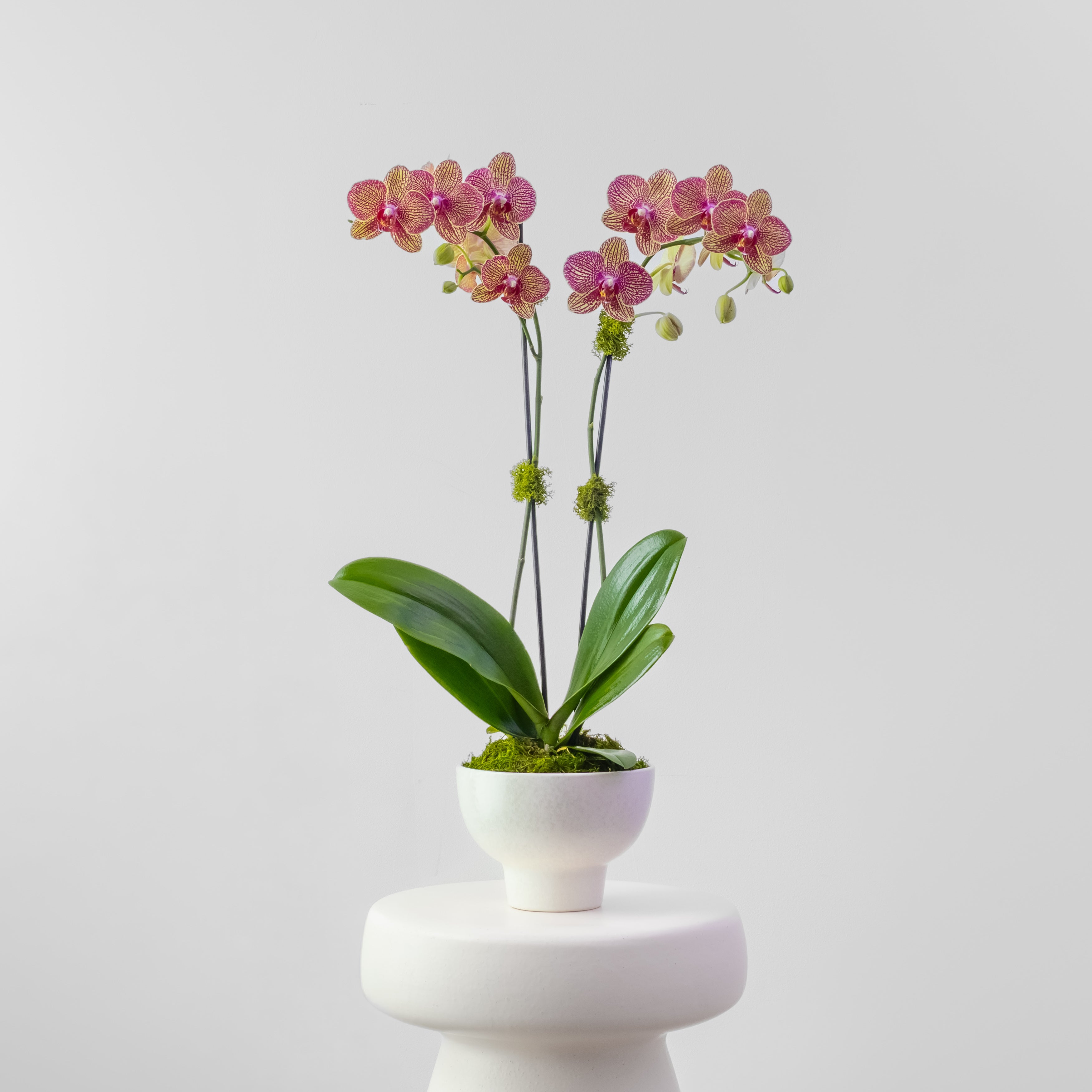 The Studio – Tall Double Stem Orchid