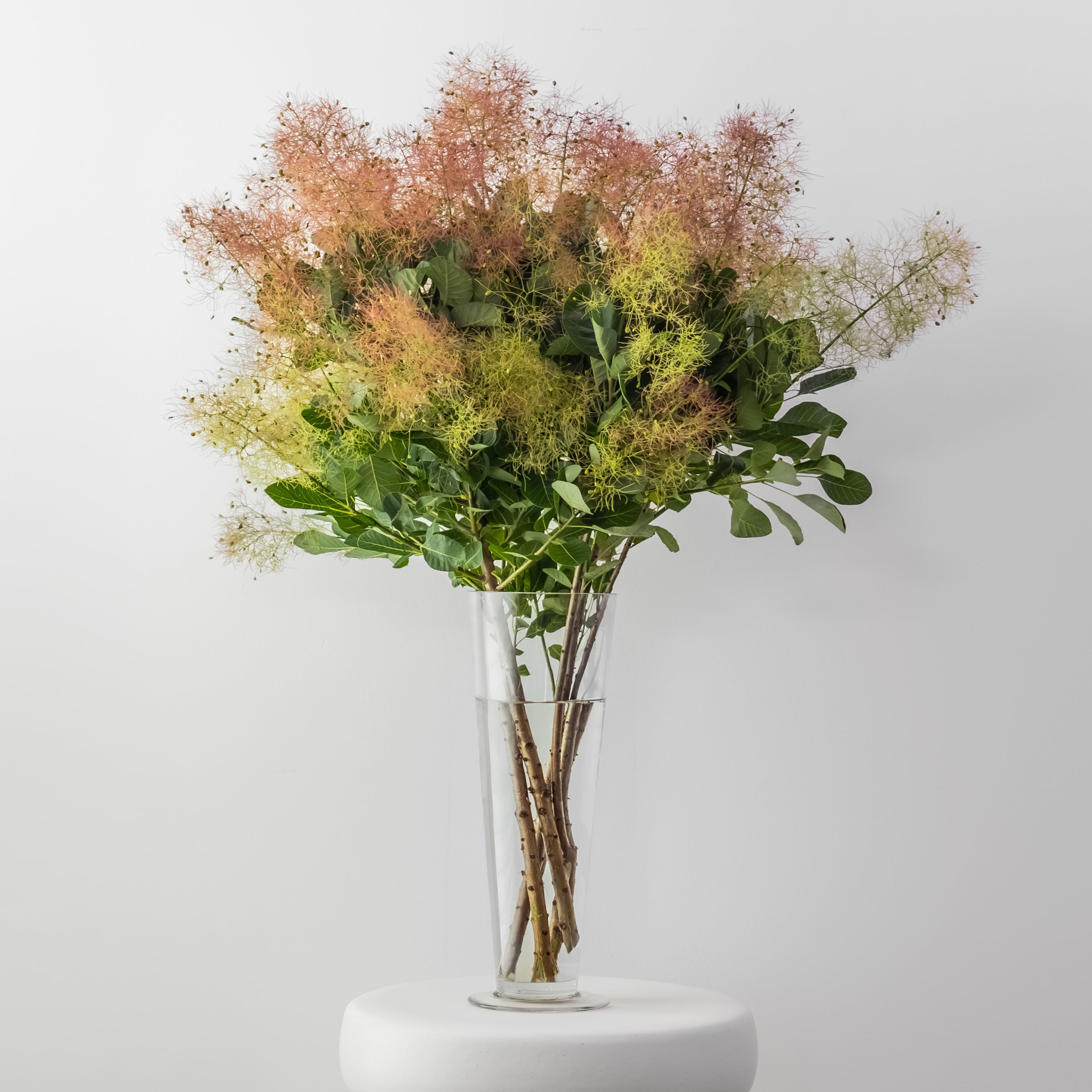 Seasonal Smoke Bush Branches