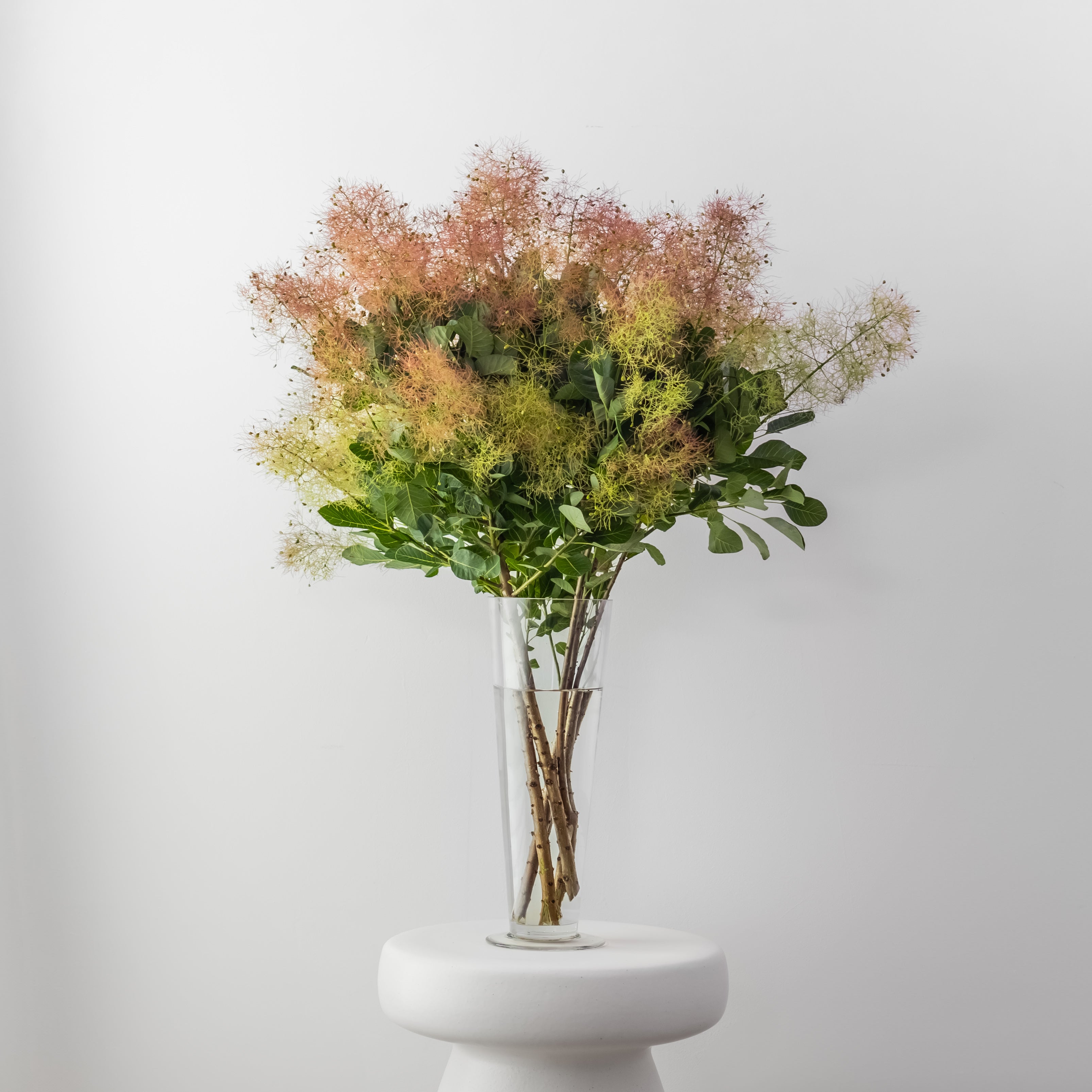 Seasonal Smoke Bush Branches