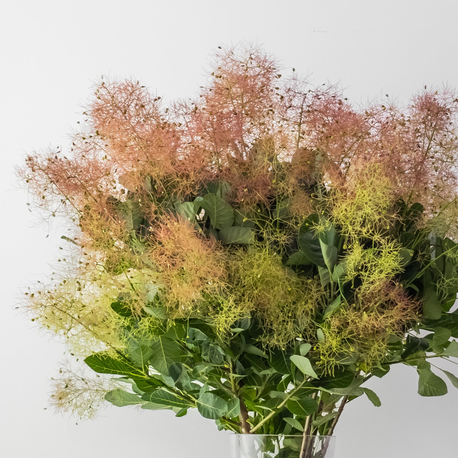 Seasonal Smoke Bush Branches