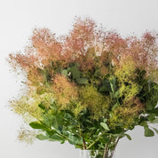 Seasonal Smoke Bush Branches
