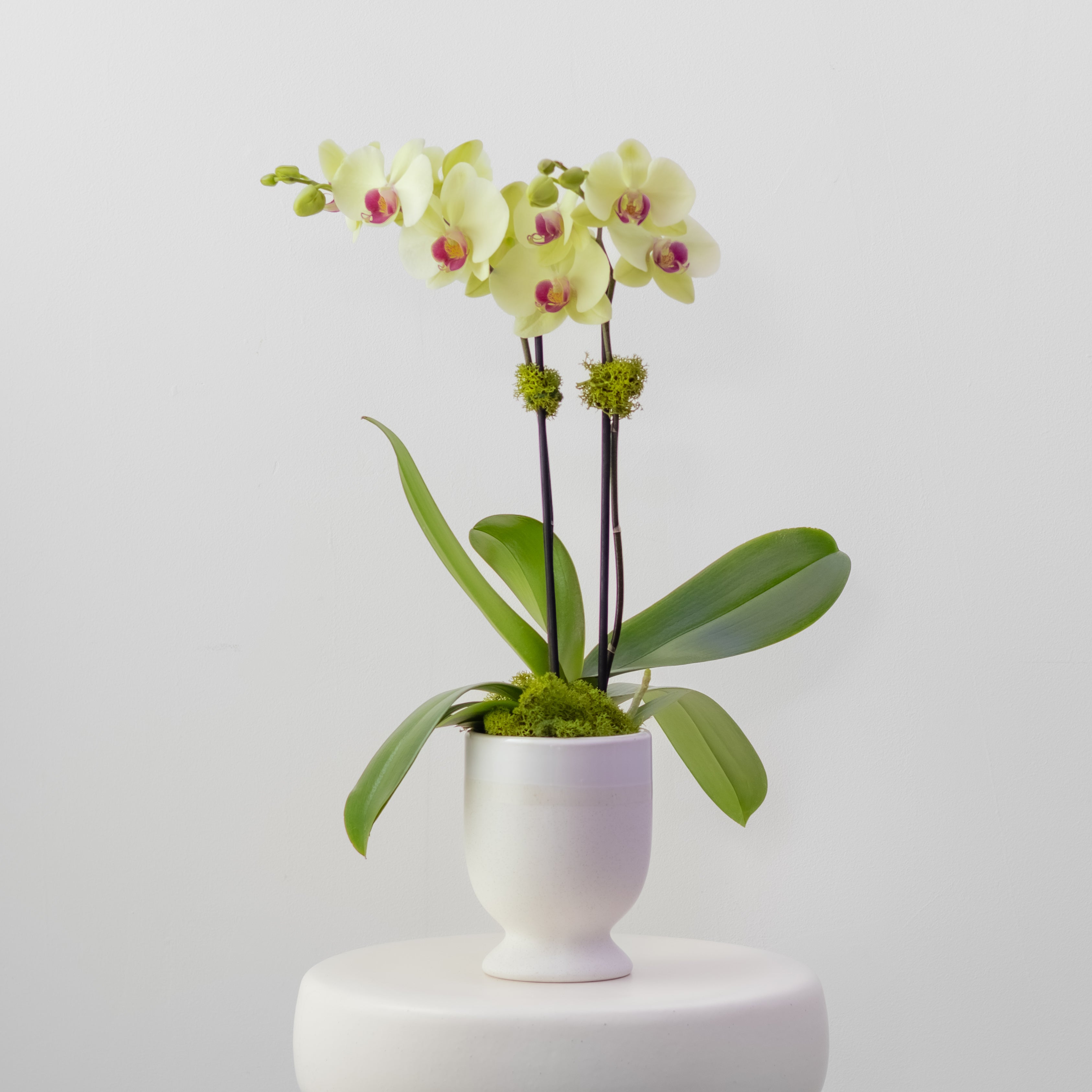 Country House – Medium Double Orchid