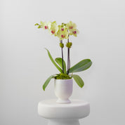 Country House – Medium Double Orchid