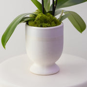 Country House – Medium Double Orchid
