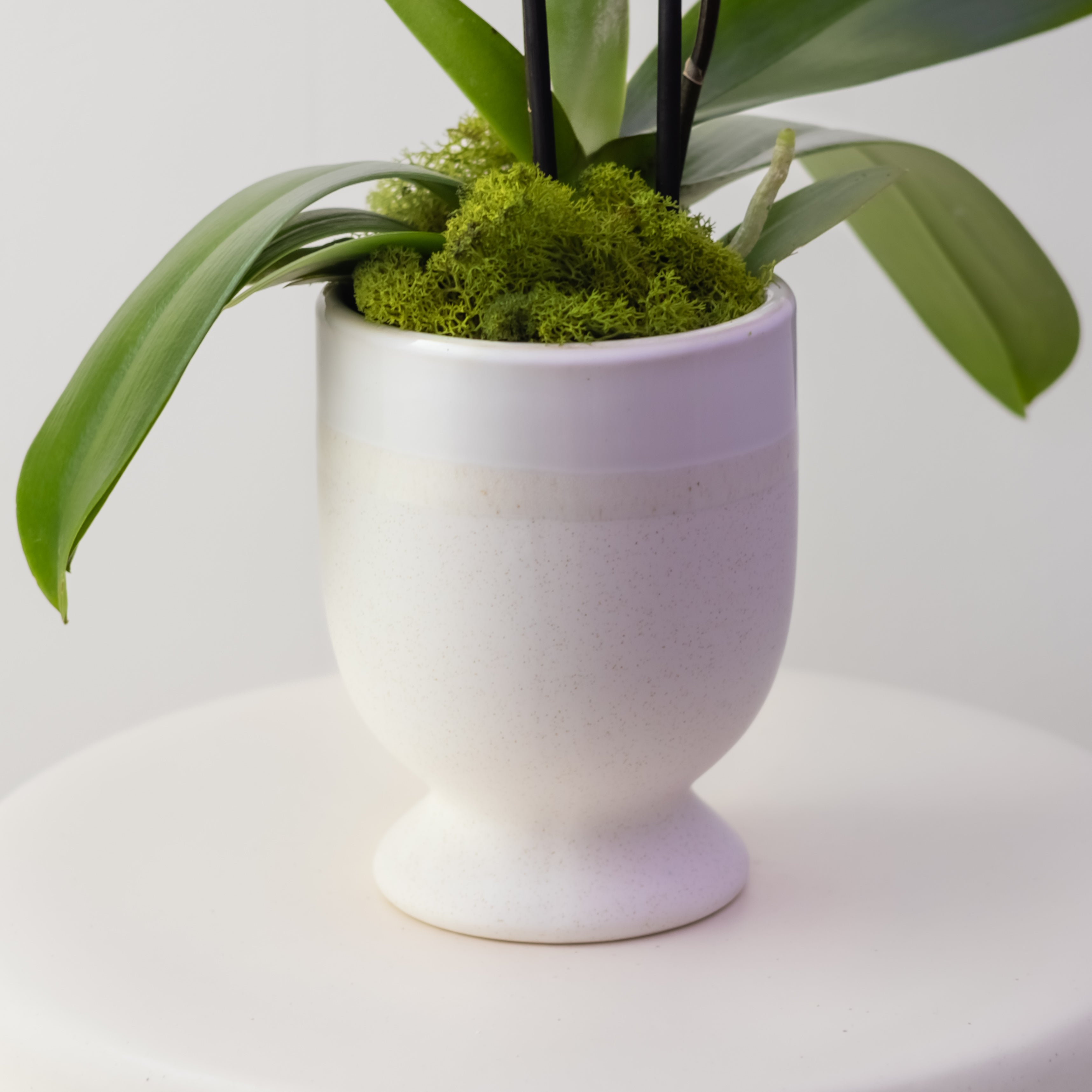 Country House – Medium Double Orchid