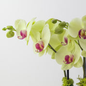 Country House – Medium Double Orchid