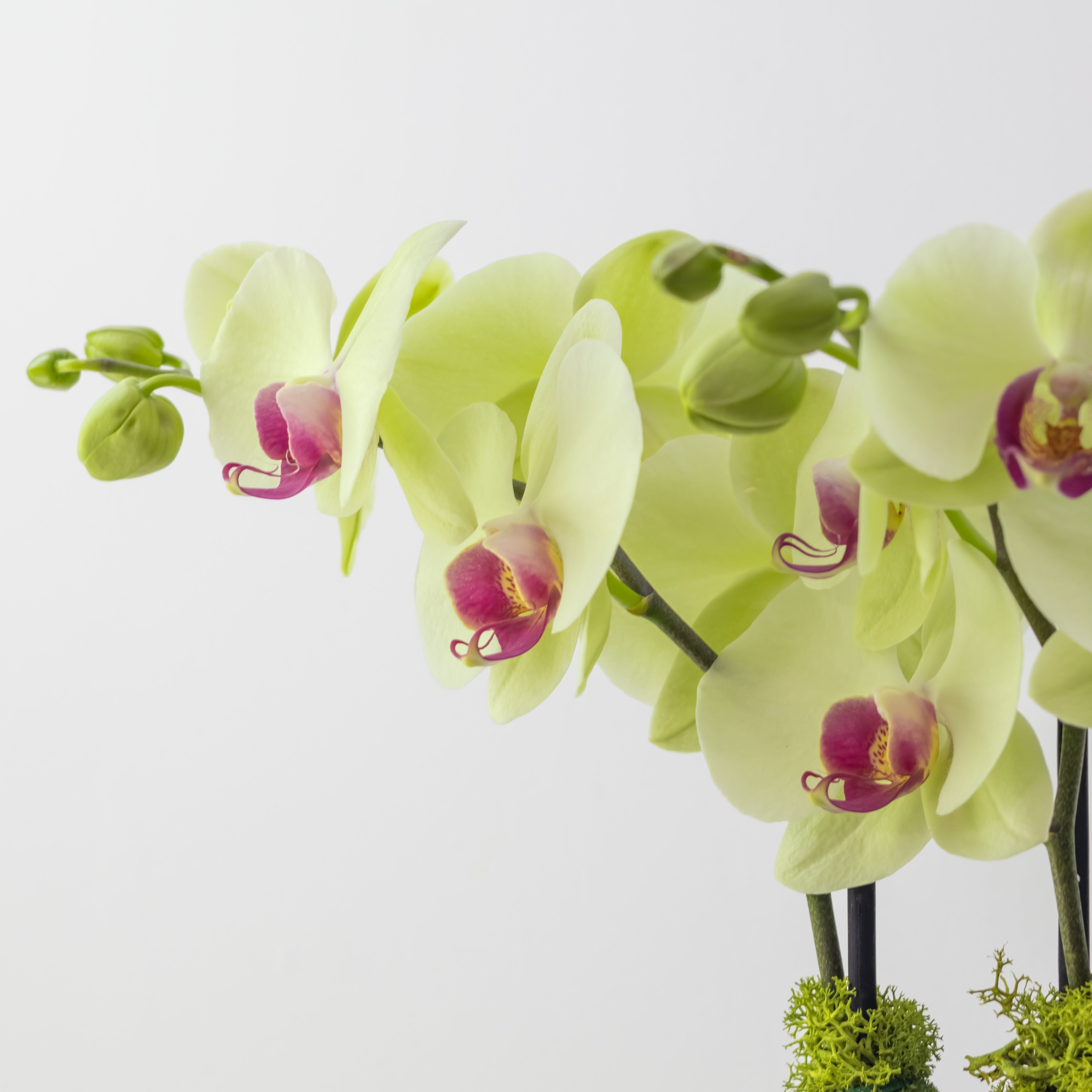Country House – Medium Double Orchid