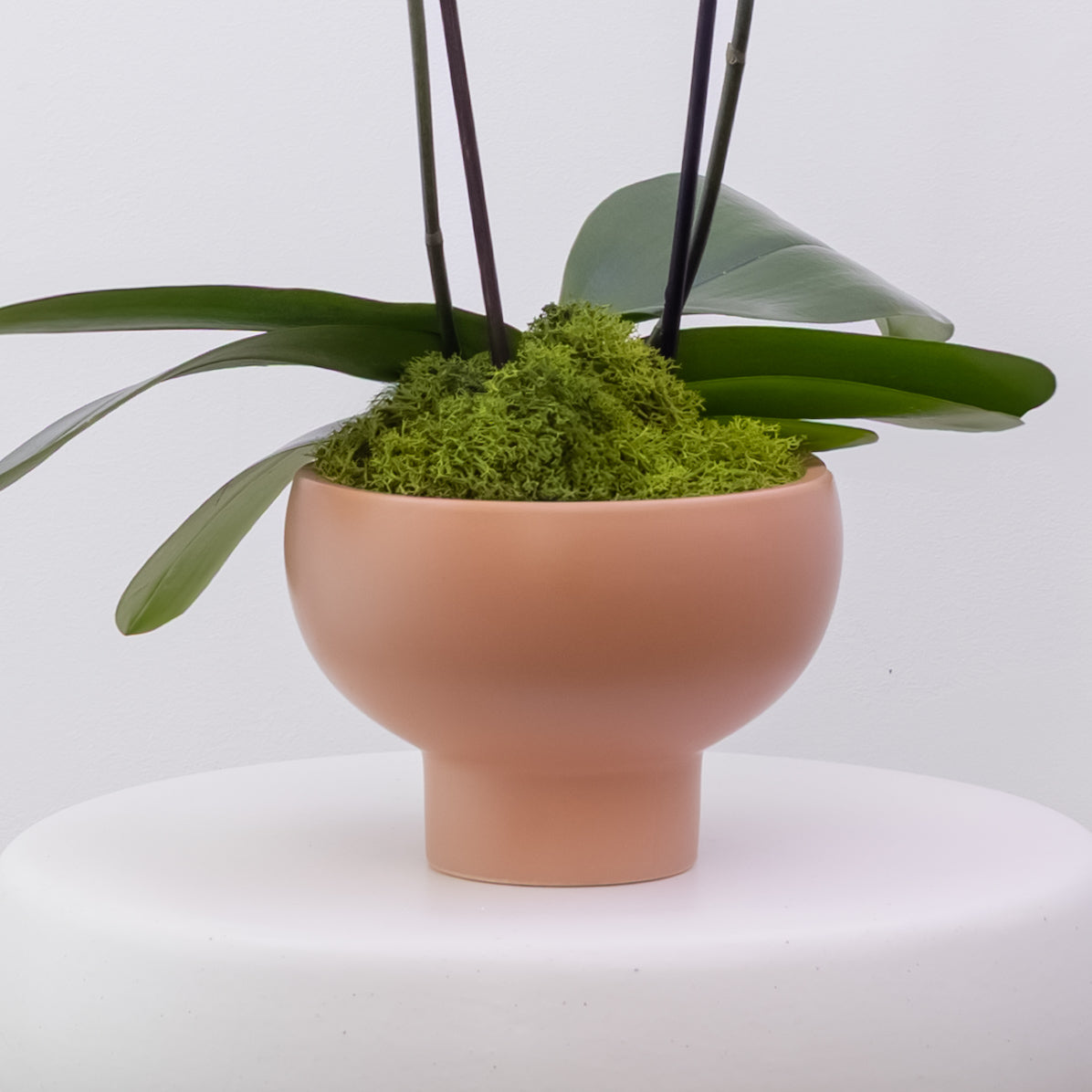 The Villa – Tall Double Stem Orchid