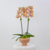 The Villa – Tall Double Stem Orchid