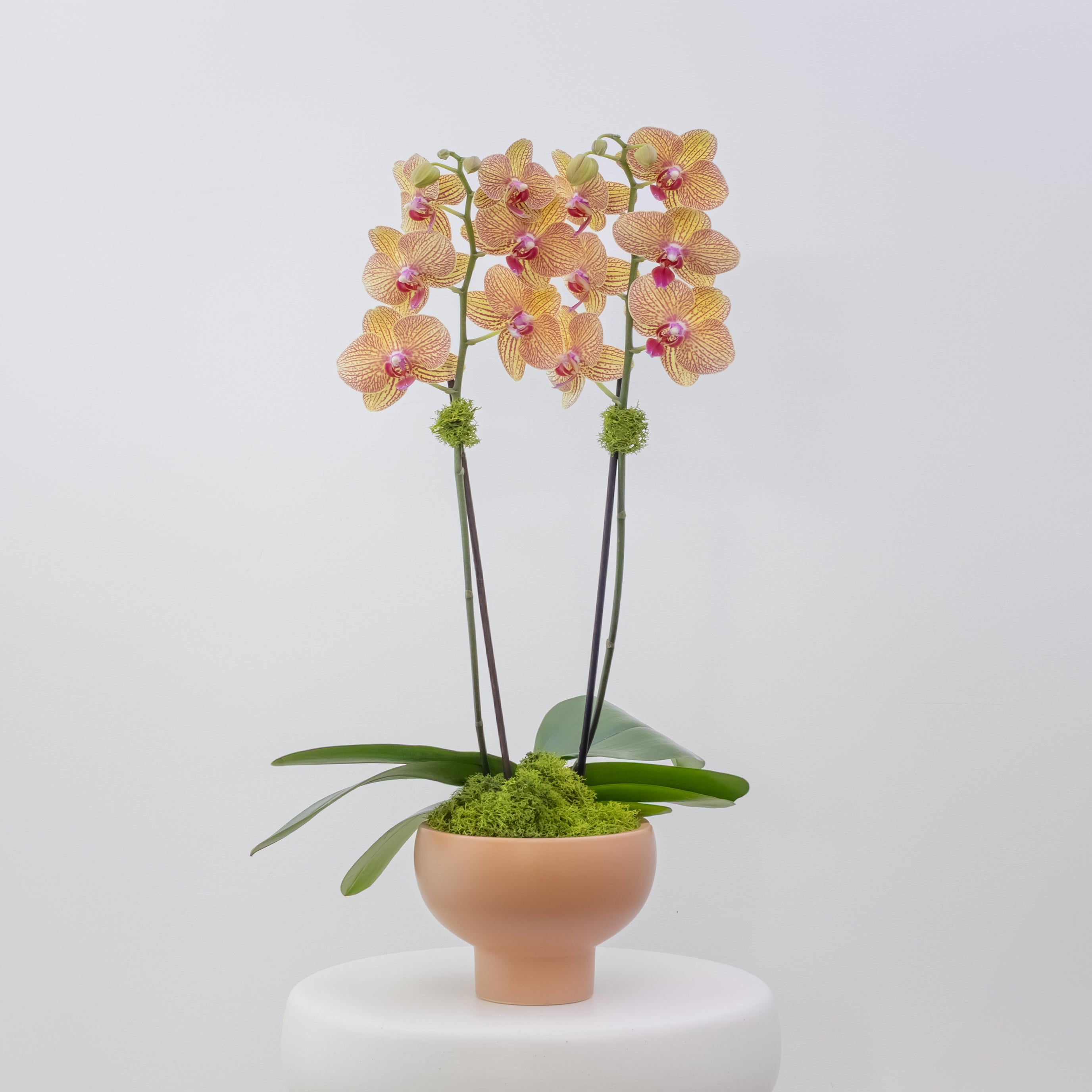 The Villa – Tall Double Stem Orchid