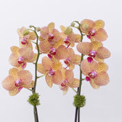 The Villa – Tall Double Stem Orchid