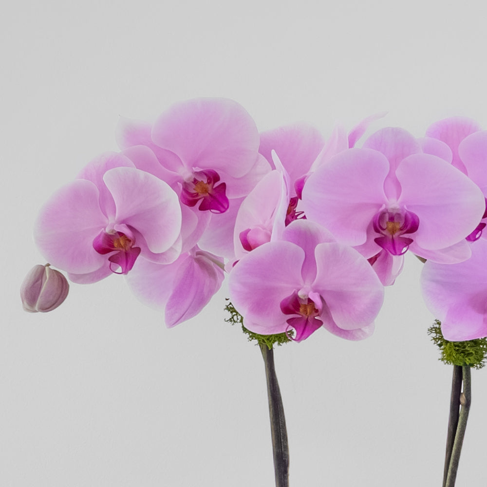 The Teahouse – Tall Double Stem Orchid