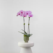 The Teahouse – Tall Double Stem Orchid