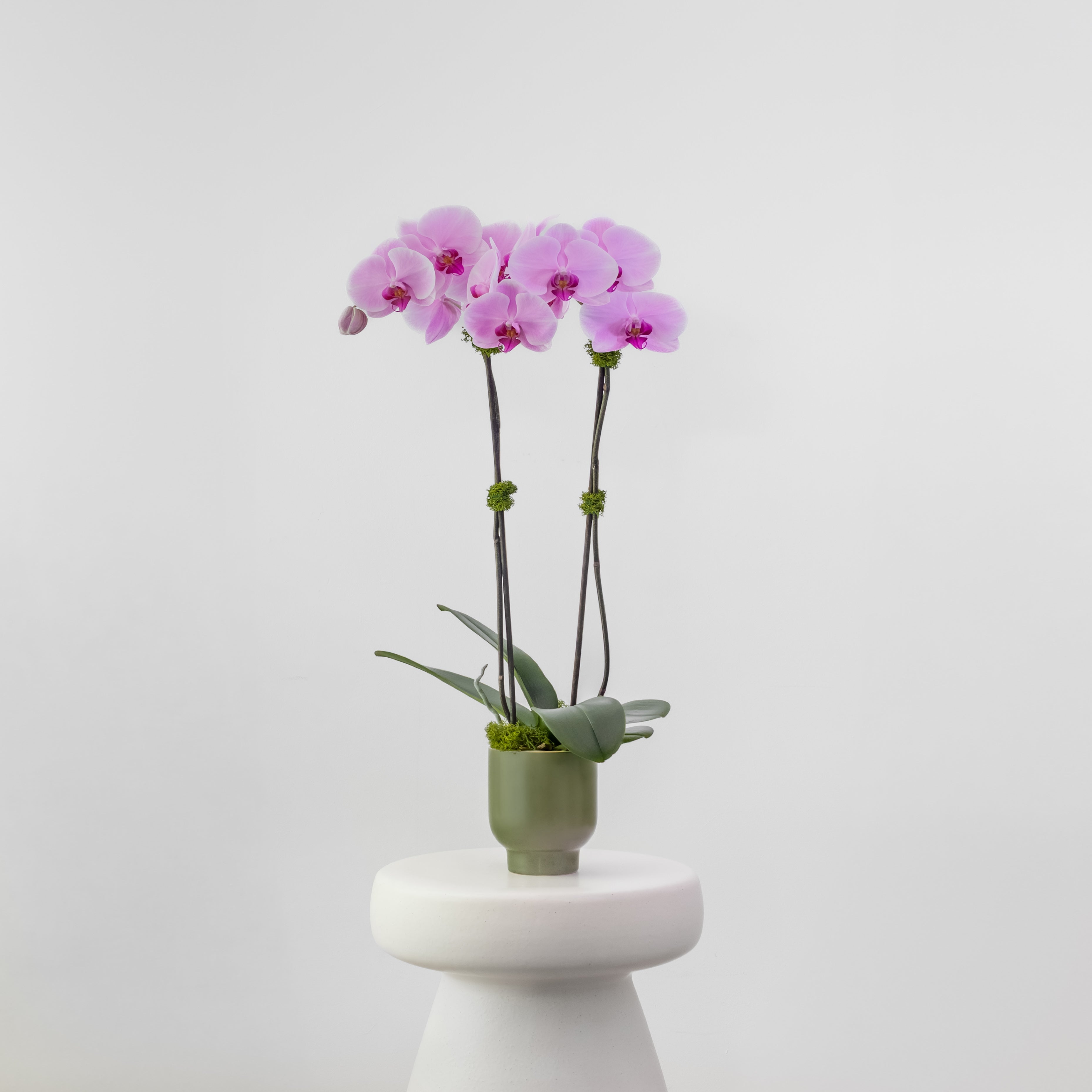 The Teahouse – Tall Double Stem Orchid