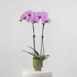 The Teahouse – Tall Double Stem Orchid