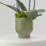 The Teahouse – Tall Double Stem Orchid