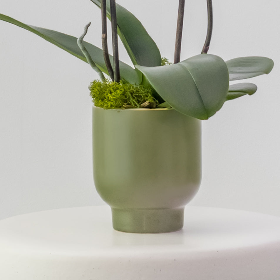 The Teahouse – Tall Double Stem Orchid