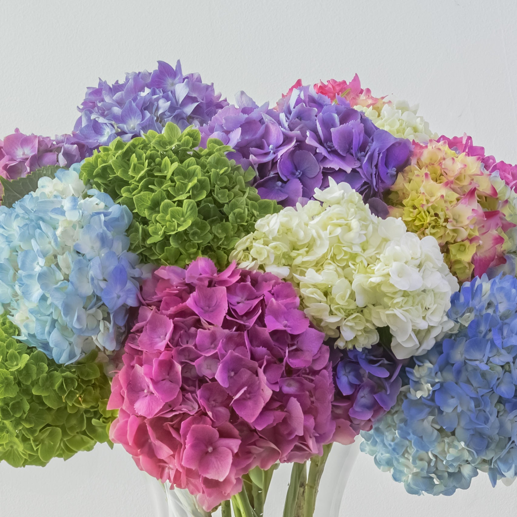 Maison Hydrangea — Confetti