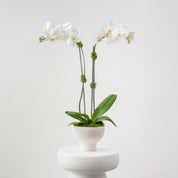 The Studio – Tall Double Stem Orchid