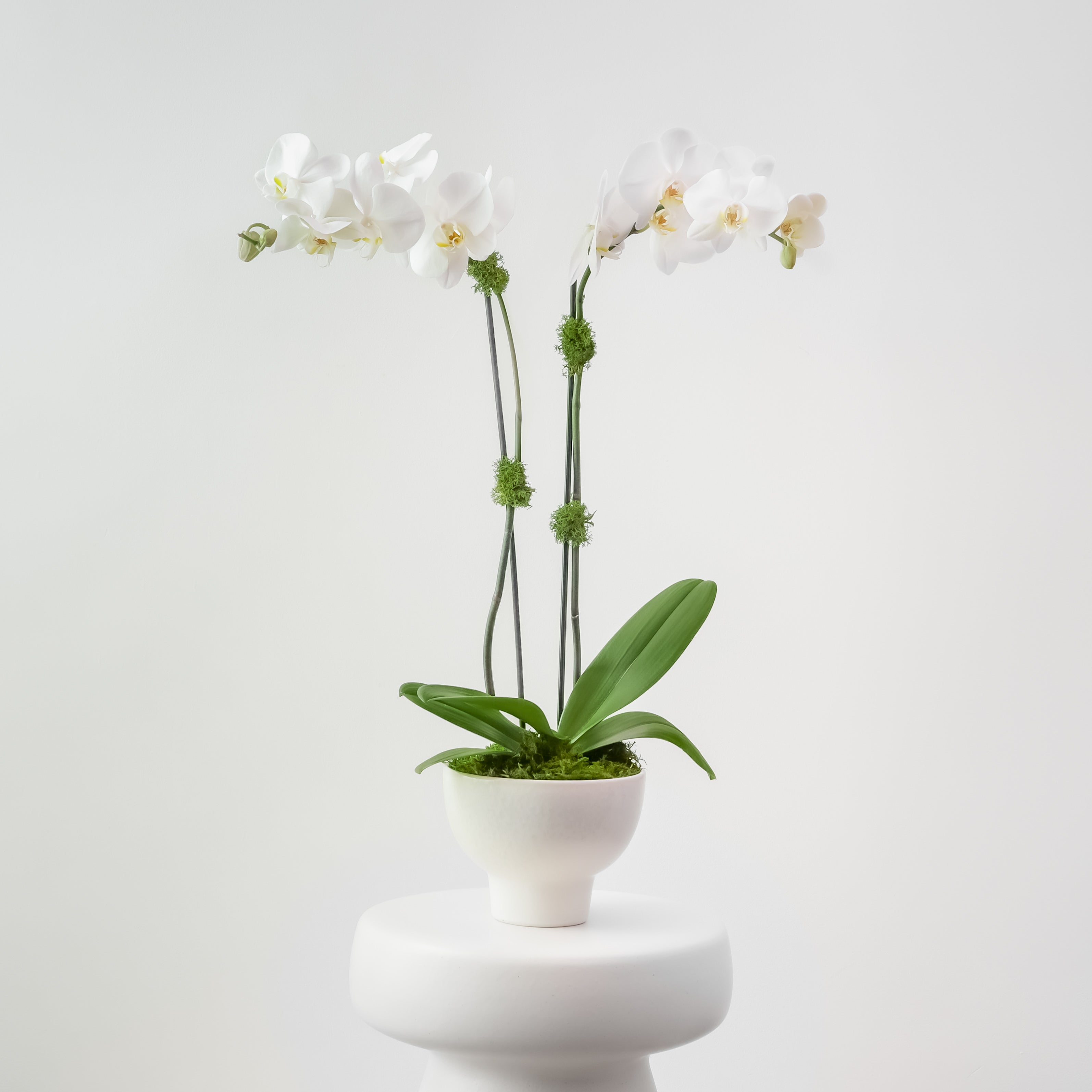 The Studio – Tall Double Stem Orchid