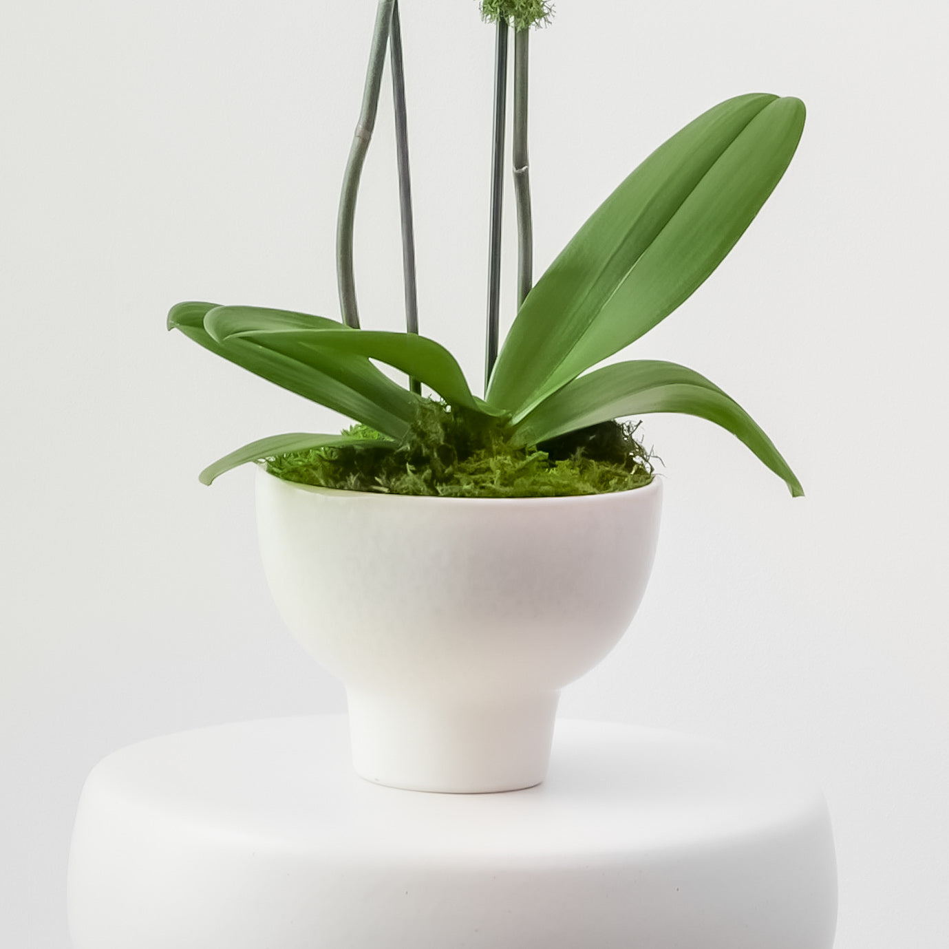The Studio – Tall Double Stem Orchid