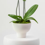The Studio – Tall Double Stem Orchid