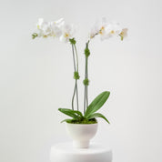 The Studio – Tall Double Stem Orchid