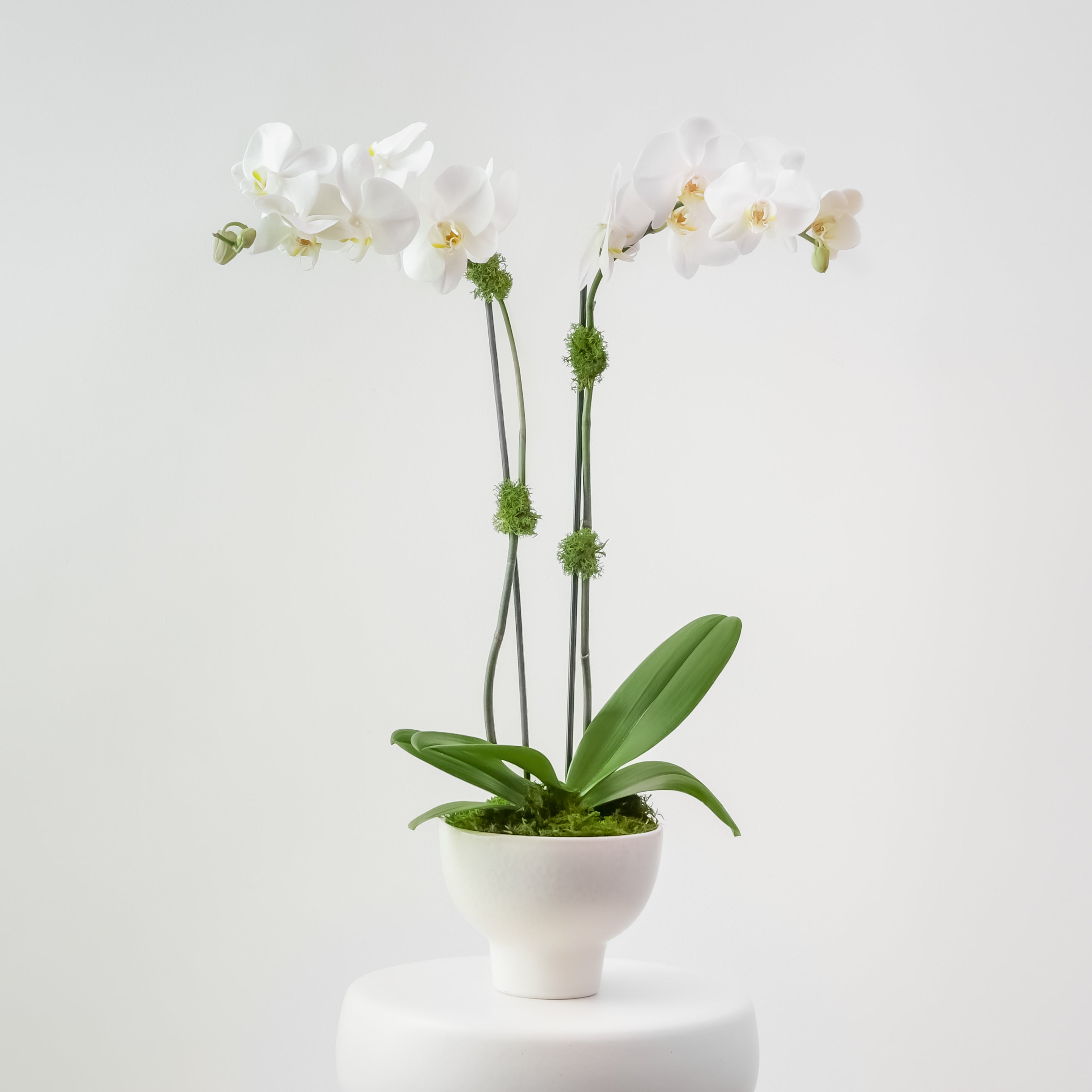 The Studio – Tall Double Stem Orchid