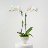 The Studio – Tall Double Stem Orchid