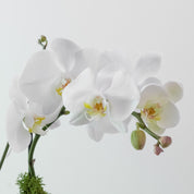 The Studio – Tall Double Stem Orchid