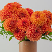 Terracotta Summer