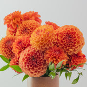Terracotta Summer