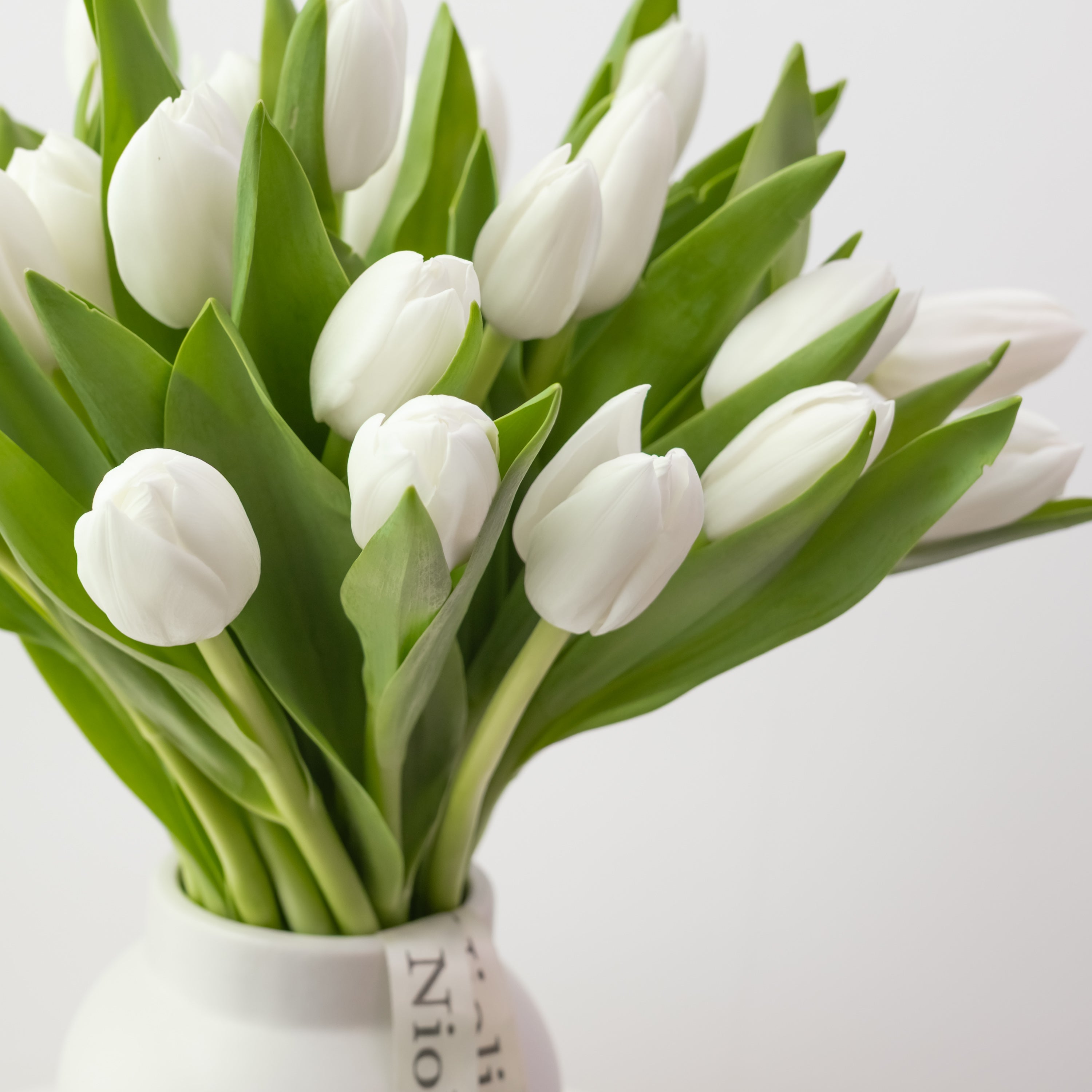 Petite Tulips in White