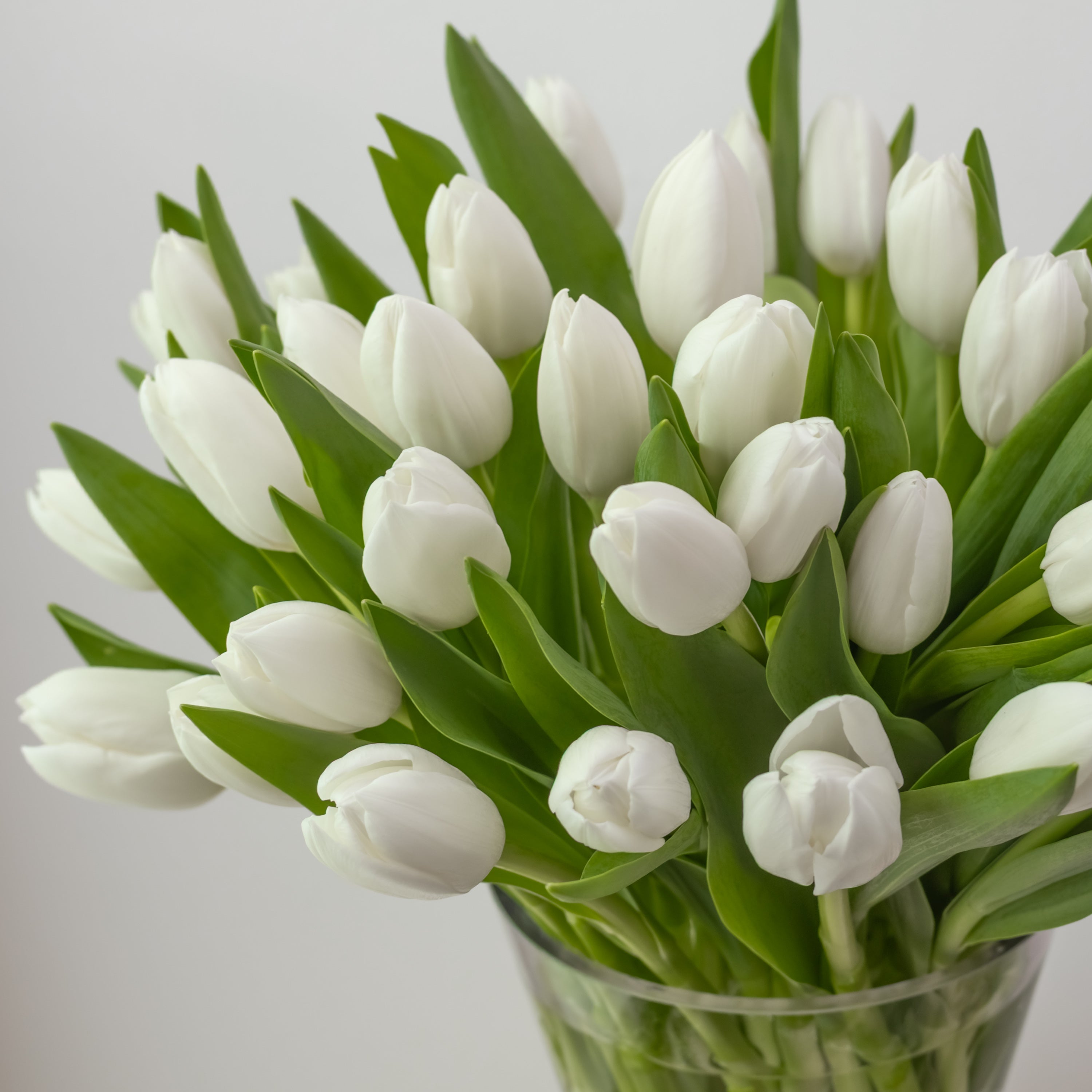 Maison Tulips in White