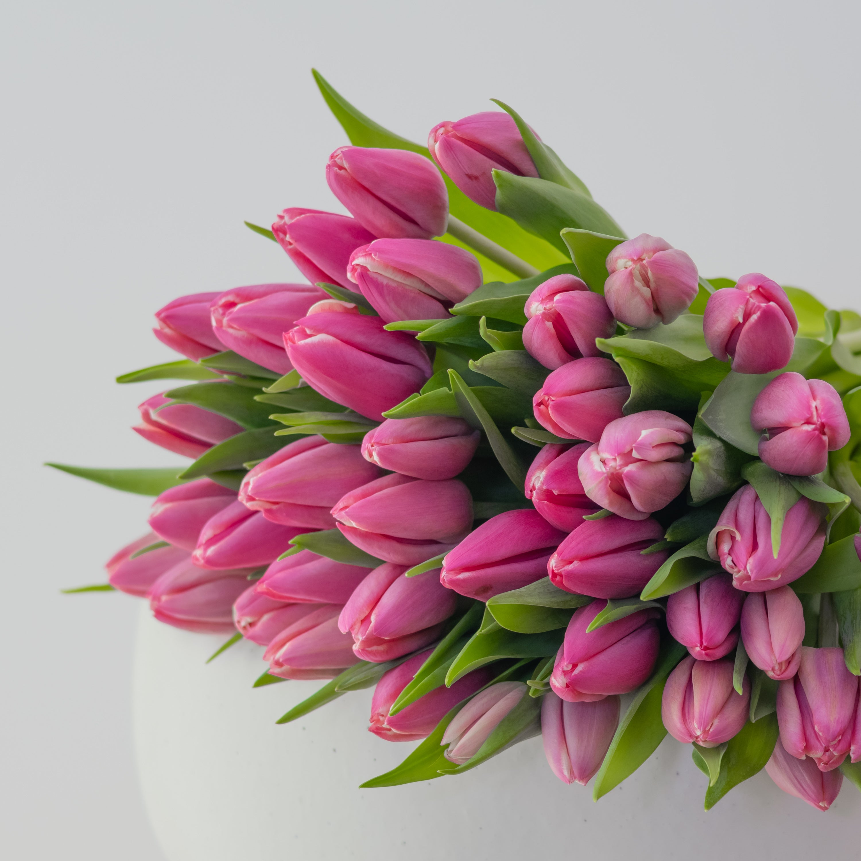 Premium Tulip Bunch | 20–200 Stems